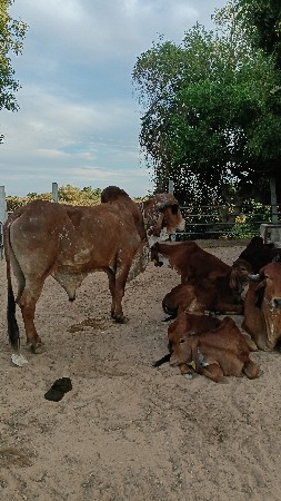 ઓરીજનલ ગીર ખુંટ