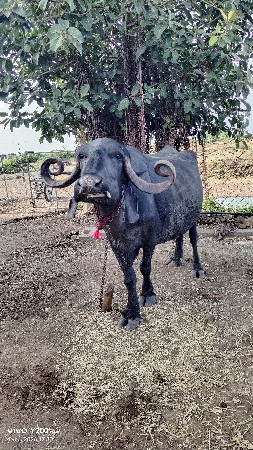 ભેસ વેચવાની છે