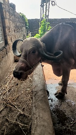 ભેસ વેચવાની છે