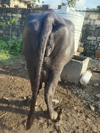ભેંશ વેચવાની છે