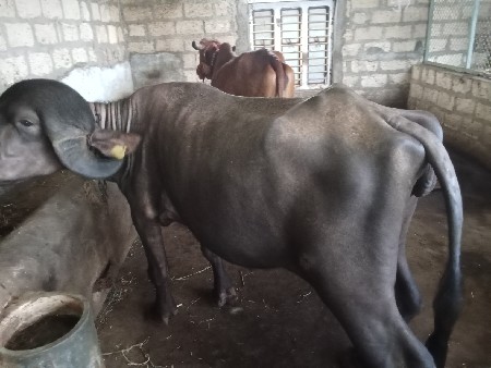 પડેલું