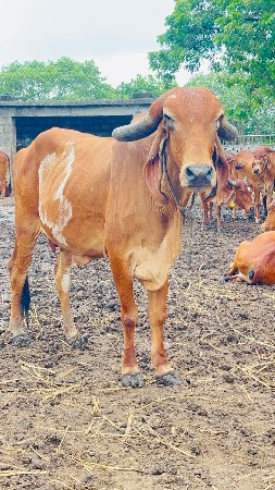 ઓરિજનલ ગીર ગાય વેચવાની છે