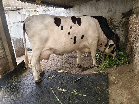 2 વેતર વિયાલ 10 દિવસ થયા