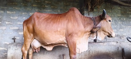 આ ગાય વેસવા ની છે