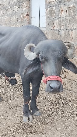 ખડેલું વેચવાનું છે