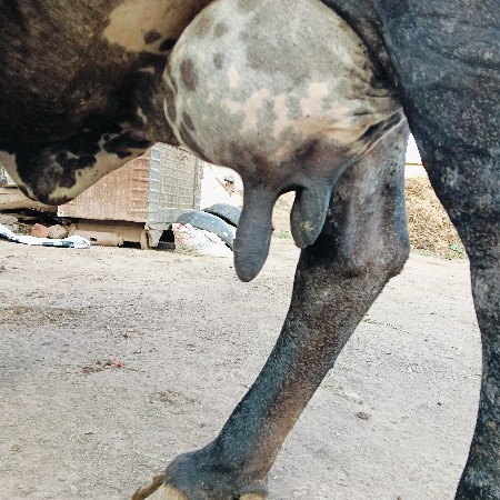 ગાય