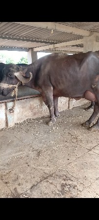 વેચવાની છે