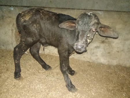 પાડીવેસવાનીસે