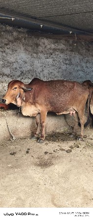 3 ગાય વેચવાની છે