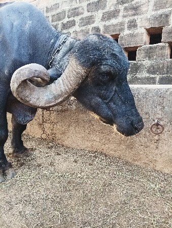2 ભૅસ  વૅસવાનીછે