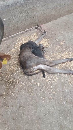 ગાય વેસવી