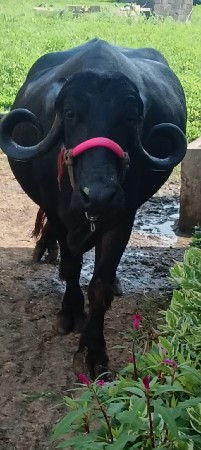 ભેંસ વેચવાની છે