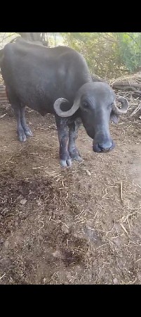 ભેંસ વેચવાની છે