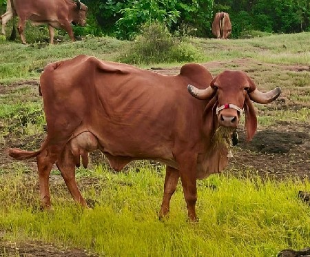 સૂવર્ણ કપીલા ગીર ગાય