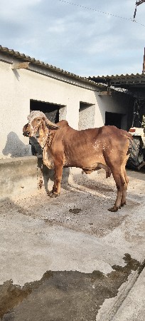 ગાય વેચવાની છે