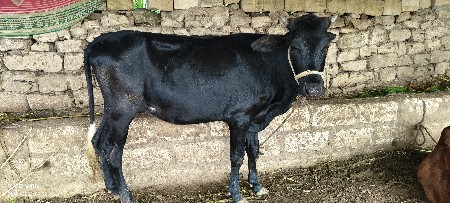 ગાય અને વાચડી વેસવાની સે