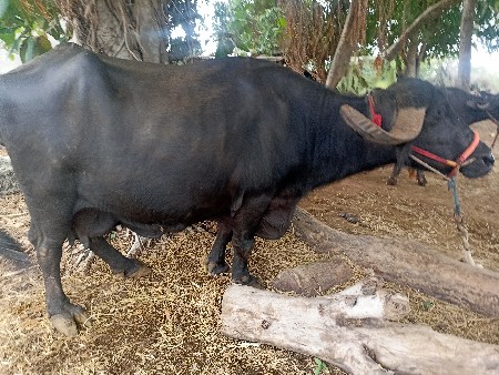 ભેશ વેચવાની છે