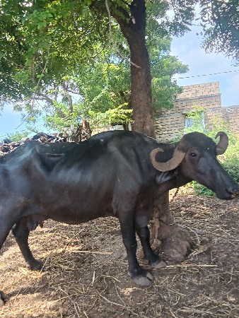 ભેંસ 1.5મહિના ની ગાભણ