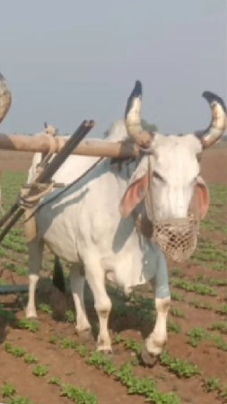 આ બળદ વેચવાનો છે