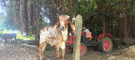 ગીર કાબરી વોડકી દેવાની છે