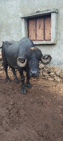 ભેંસ વેચવાની છે