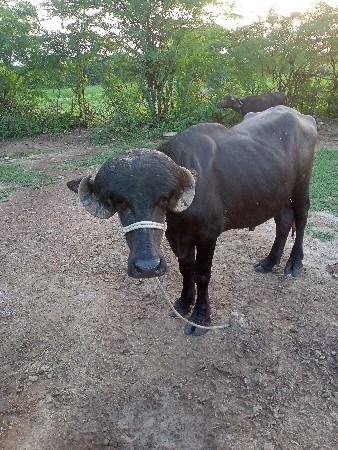 આ પાડો વેસવાનો છે