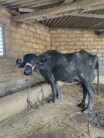 ભેસ બધી જવાબદારી થી વેસવાની છે