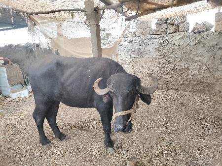 ખડેલી વેચવાની છે
