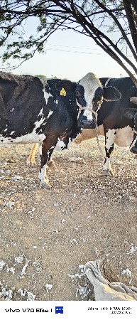 આ ગાયું વેચવાની છે