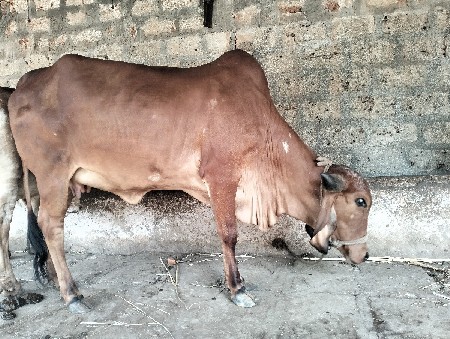 દેશી ગીર ગાય દેવાની છે