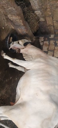 વેચવા ની છે