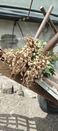 મગફળી  ઓળા માટે આપવાની સે