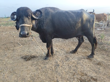 ભેંસ વેચવાની છે