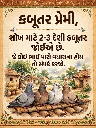 કબુતર