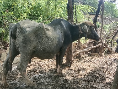 ભેંસો વેચવા ની છે