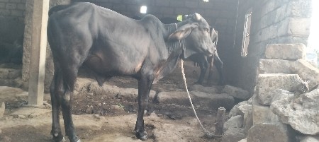 વાશળો વેછવાનો છે