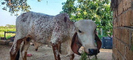 ખુંટમાટે વાછડો દેવાનો છે