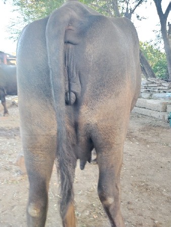 ભેંસ વેચવાની છે