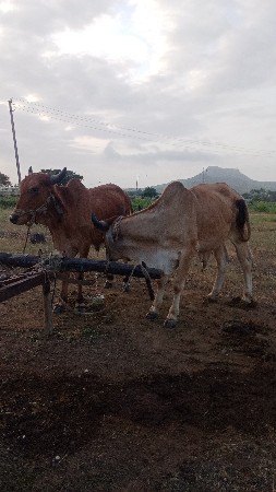 ચાર ચાર દાતે