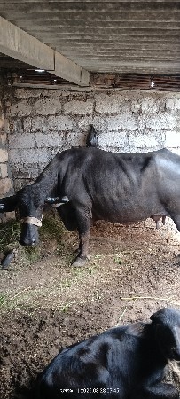 આ ભેંસ વેચવાની છે