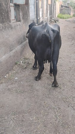 ભેસ વેચવાની છે