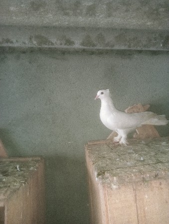 ફિમેલ વેચવાની છે