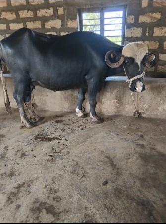 ભેંસ વેસ્વાની સે