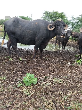 desi bhesh veshvani