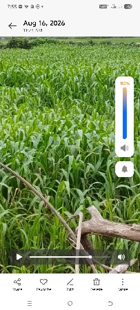 લીલું વેચવાનો છે કોઈને લેવું હોય તો