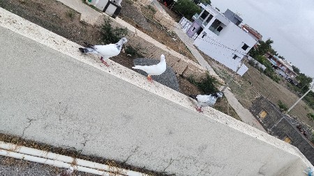 કબુતર
