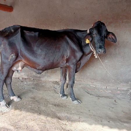 ગાયું ના સાટે ઘોડી લેવાની છે