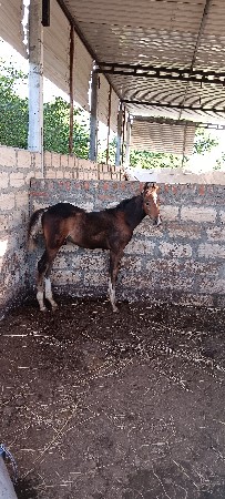 કાઠીયાવાડી વછેરો વેચવાનો છે