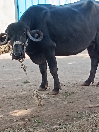 બે ભેસ વેચવાની છે