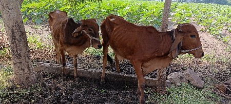 વાછરડી 2 વેચવાની છે